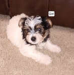 Precious Yorkie Puppies, CKC Registered
