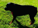Rehoming my Rottweiler