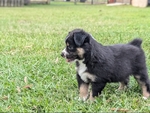 Mini Australian Shepherd Puppy