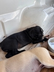 Walker Hound/Black Mouth Cur mix puppies
