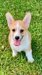 AKC Pembroke Welsh Corgis