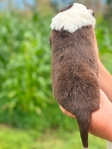 Australian shepherd’s