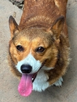 Pembroke corgis AKC adults & pups