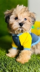 Teddy Bear Blue Eyes Maltese Poodle toy