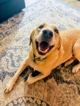American Labrador