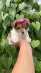 Teacup yorkiepoo