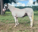 Grade Paint Gelding