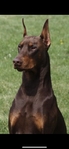 Doberman Puppies for sale