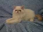 Persian Kittens