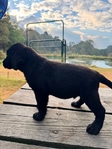Black Male English Labrador Retriever