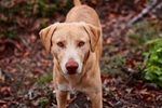 $50.00 Rehoming Lab mix