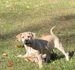Black Mouth Cur Puppies
