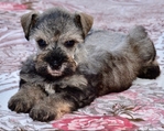 AKC Toy/Miniature Schnauzer Puppies.