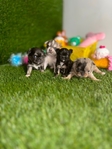 Apple head Chihuahua puppies AKC.