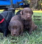 AKC Labrador Retriever puppies