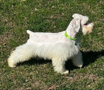 Schnauzers All sizes $1600 and up.