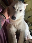 Female Heeler/German Shepherd 9 months