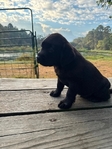 Black Male English Labrador Retriever