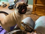 Pug puppy Male 2 months old