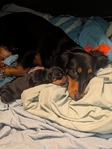 Miniature Daschund