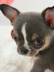 Stunning Lilac Tri Applehead Male Chihuahua