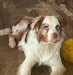 Missing Australian Shepherd