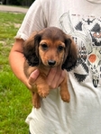 Mini dachshund pups