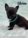 AKC Micr Smooth Coat Male Chihuahua