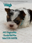 AKC Micro Male Chocolate Parti & Chocolate & Tan Yorkies