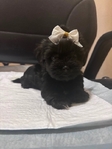 Adorable Toy Shorkie Puppies