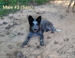 Blue Heeler /Red Heeler Puppies