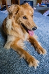 Golden/Collie Puppies