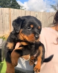 Rottweiler puppies ready for their new homes.