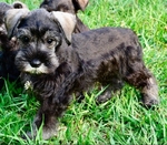AKC Toy/Miniature Schnauzer Male Puppies
