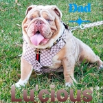 Lilac Tri Blue-eyed Merle English Bulldog