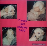 Tiny toy shih-poo