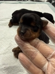 CKC Registered Purebred Yorkie Puppies