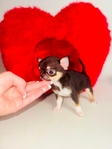 Teacup and micro pocket Chihuahua puppies. Chihuahuas
