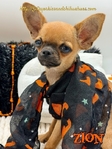 AKC Registered Male Applehead Chihuahua