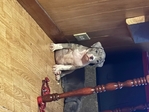 ABKC Registered XL Bully pup