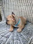 French Bulldog Puppies