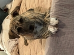 Looking for a puppy