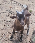 Nigerian Baby Goats for sale