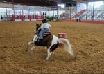 APHA Finished Barrel/Pole Mare