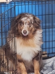 Australian Shepherds