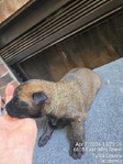 AKC REGISTERED WORKING BELGIAN MALINOIS PUPS