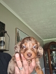 Ckc registered long-haired miniature dachshunds