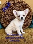 AKC Longcoat Chihuahuas