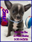 AKC Longcoat Merle & Smooth Coat Blue Male Chihuahuas