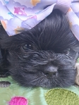 Shih Tzu puppies